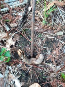 Masyarakat Minta Pertanggung Jawaban Dari PT Elnusa Yang Pohon Karet Dan Sawitnya Di Rusak