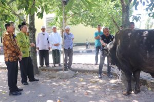 Wakil Bupati Serahkan Sapi Kurban Bobot 800 Kg Kepada Ketua Harian BKM Mesjid Raya Gunung Tua